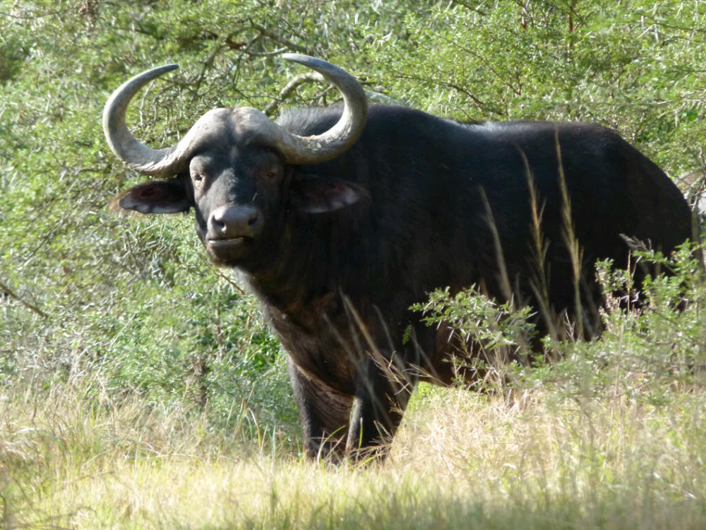 5-parks-live-unforgettable-safari-south-africa-kruger-buffalo