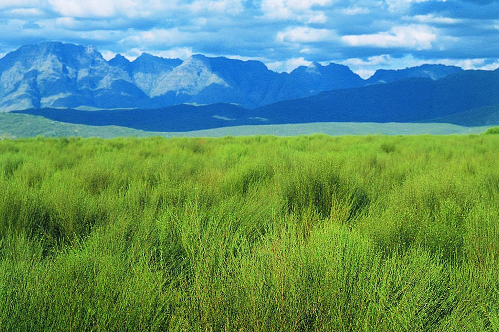 5-words-know-before-cape-town-rooibos-plant