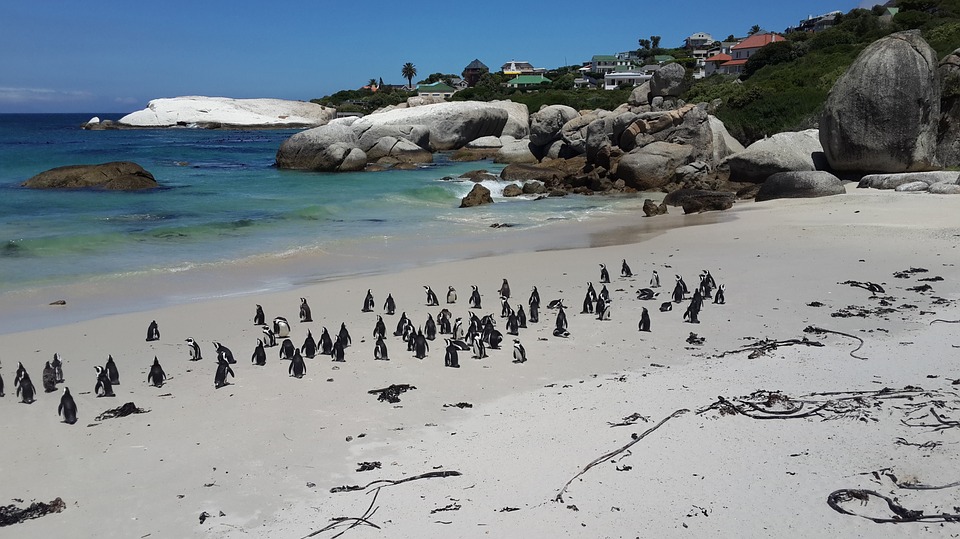 best-cape-town-10-pictures-penguins