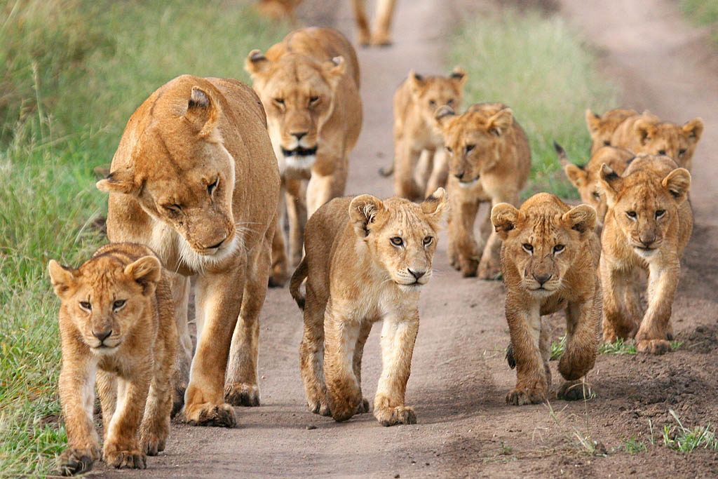 family-lion-south-africa