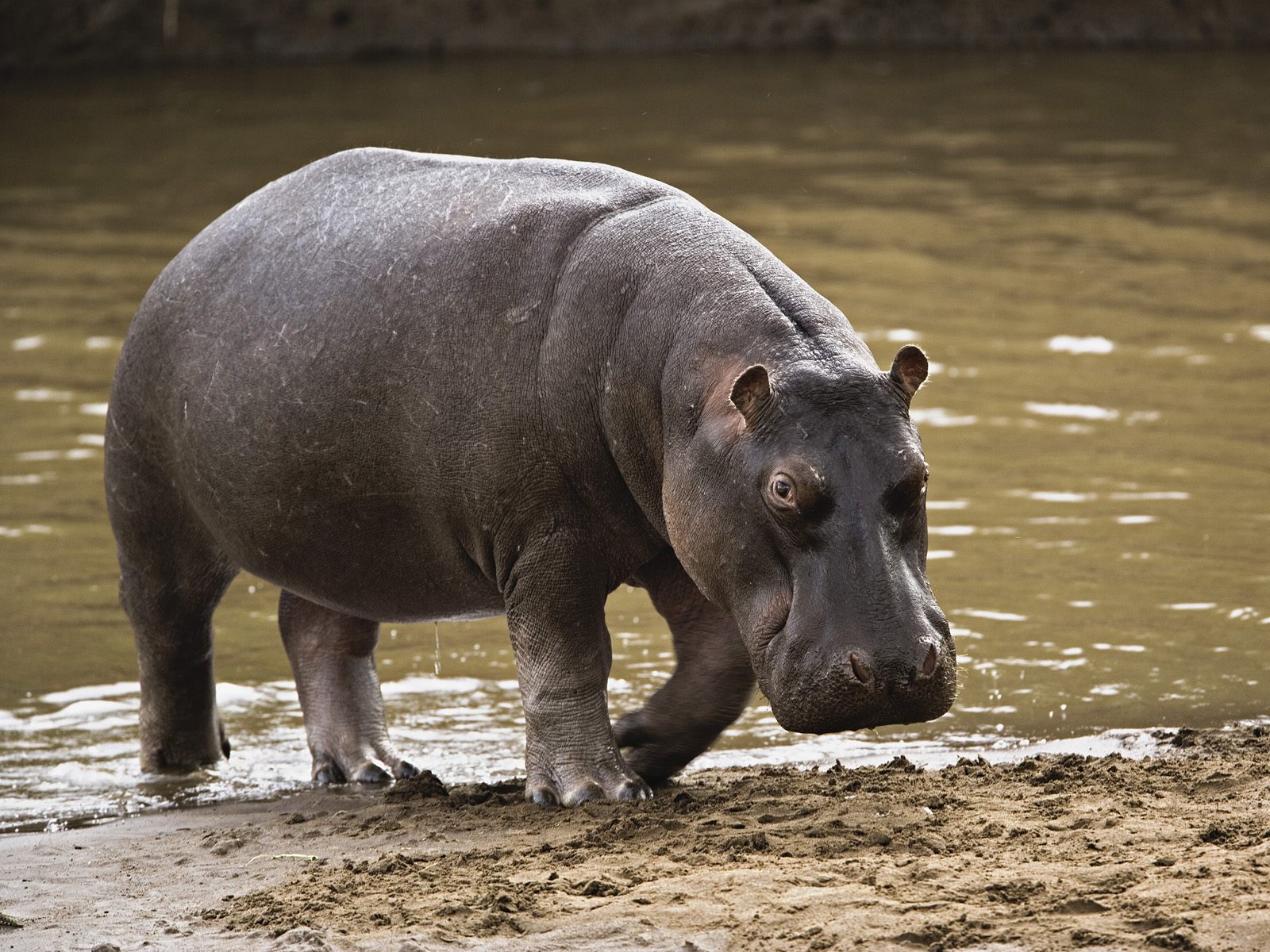 hippo-savannah-safari-wildlife