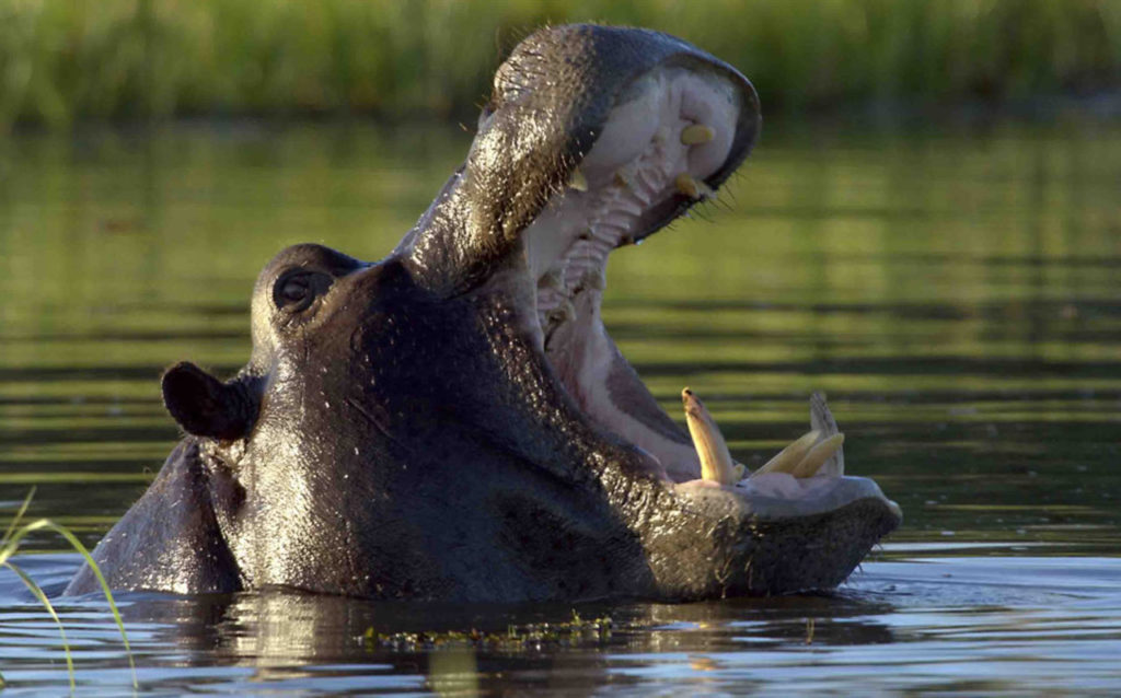 hippo-south-africa