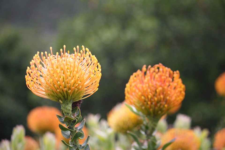 kirstenbosch-fynbos-flower