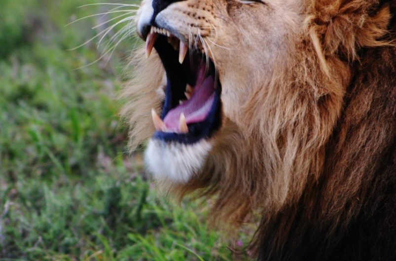 Lion - Cape Town Safari