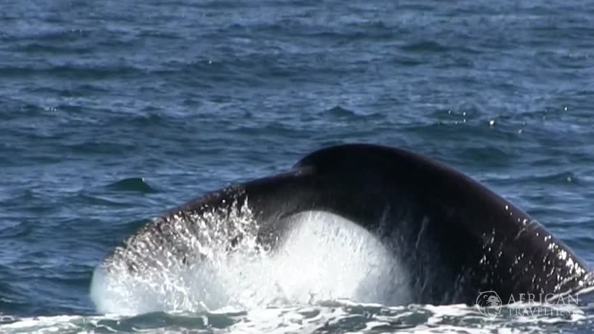 lobtailing-behaviour-whales