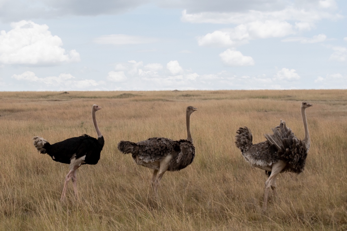 Ostriches