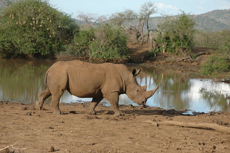 rhino-game-reserve-south-africa