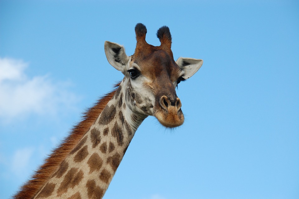 savannah-giraffe-wildlife