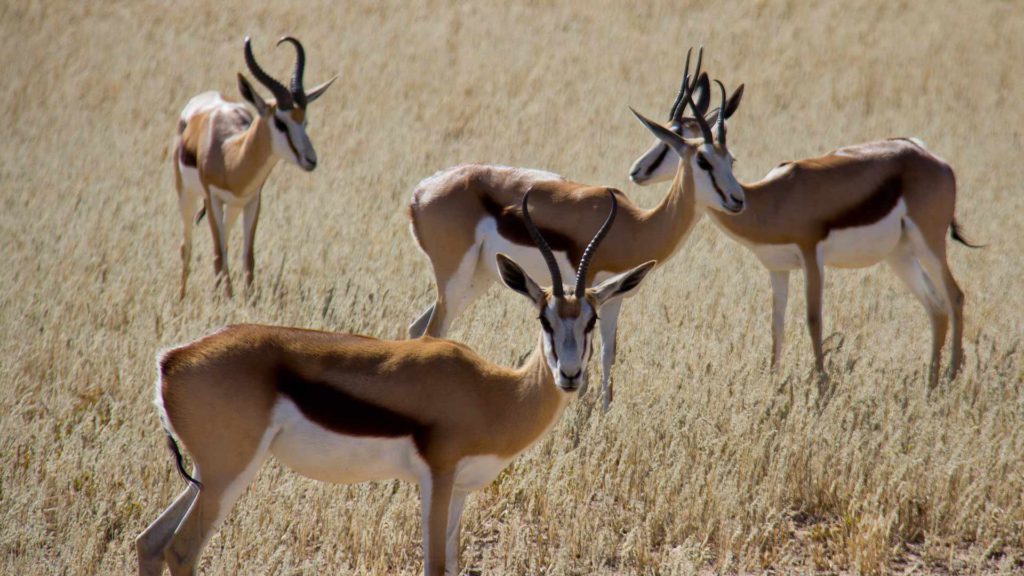 springbok-hed-animal-wildlif