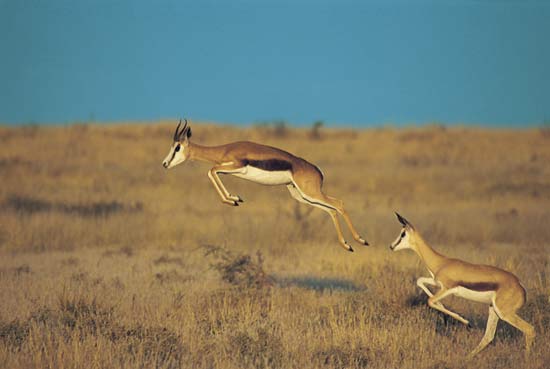 springbok-safari-south-africa-jump
