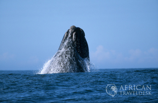Southern Right Whale (Eubaleana Australis) Breaching the Ocean Surface