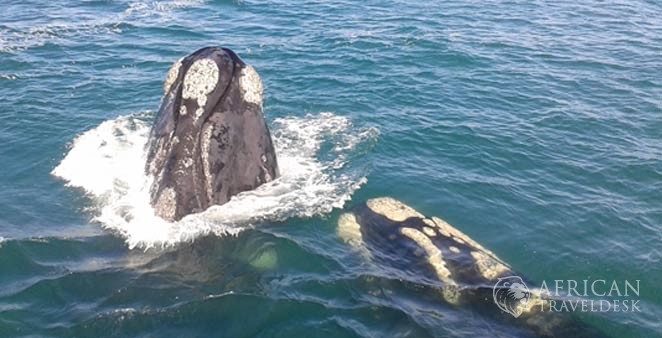 spyhopping-southern-right-whale