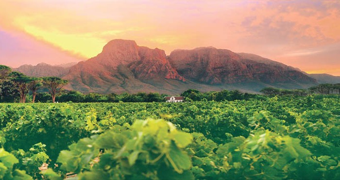 whale-route-from-cape-town-to-hermanus-winelands