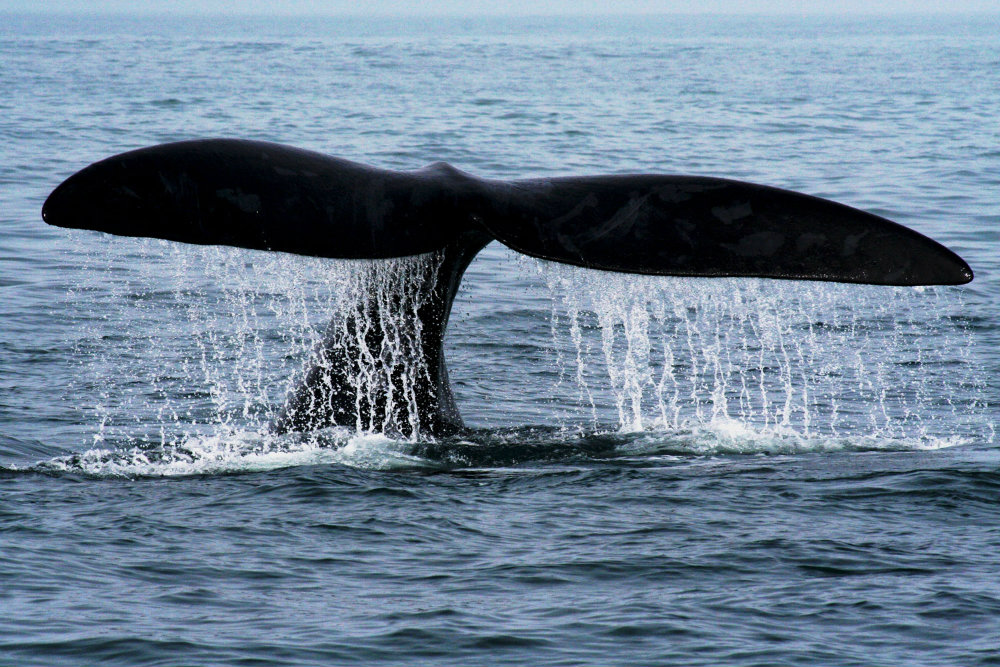 why-come-cape-town-during-winter-whales-2