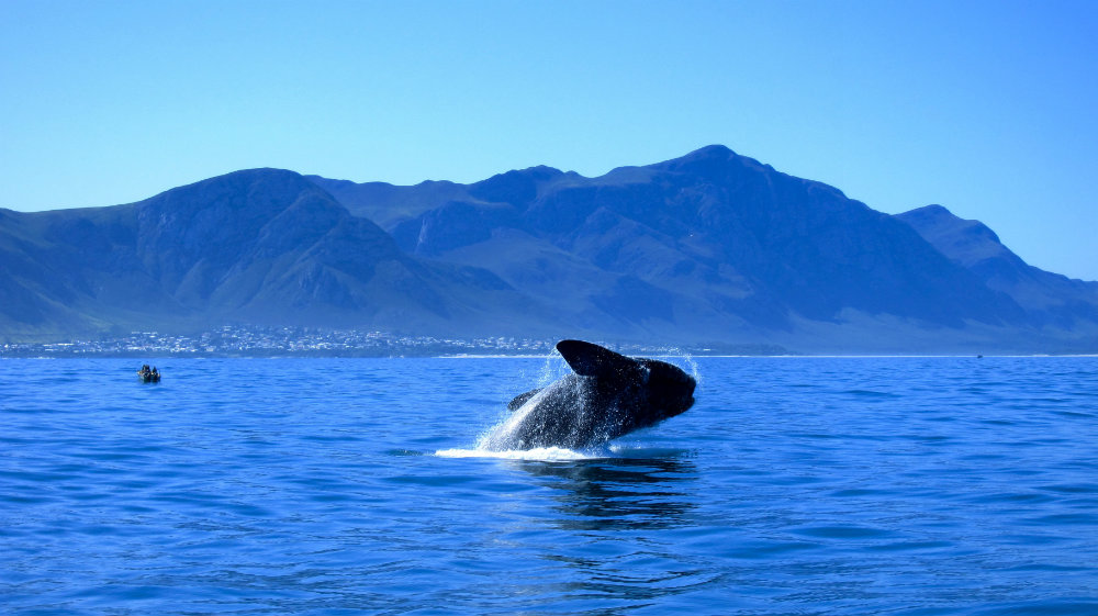 why-come-cape-town-during-winter-whales