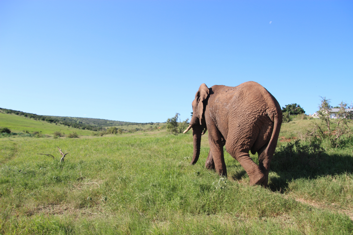 Garden Route - Knysna Elephant Park